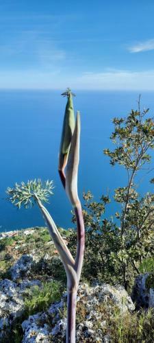 Apartamento Appartamento Mare E Monti