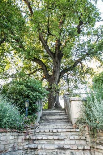 Bed & Breakfast Agriturismo Col Morino