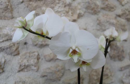 Apartamento Casa San Giacomo