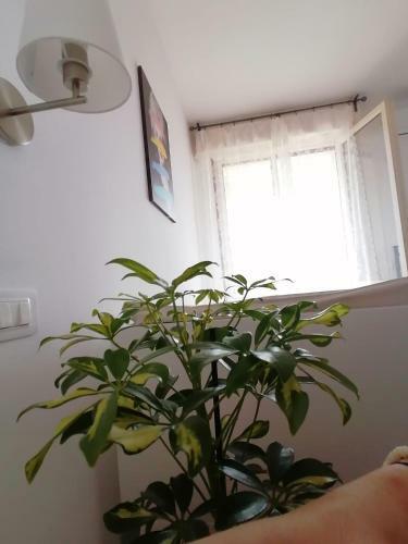 Apartamento Casa Doina Airport