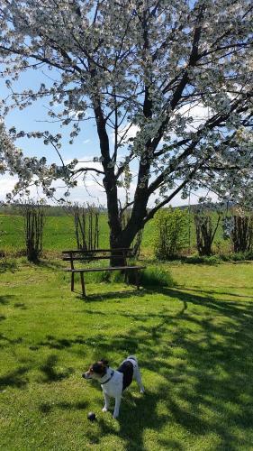 Ferienhaus Stolle