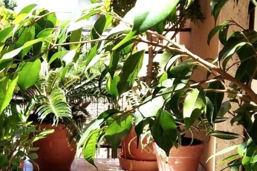 Apartamento Verde Centrale Home