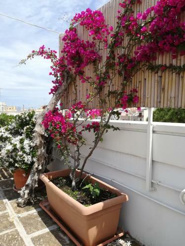 Bed & Breakfast Mandorleolio