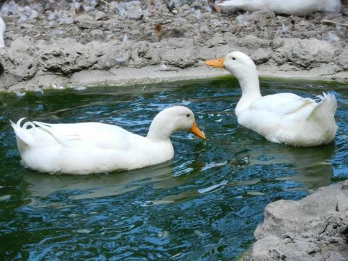 Bed & Breakfast Boscodisotto