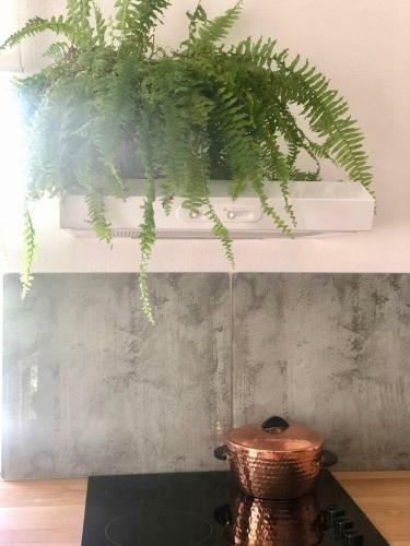 Into The Green Apartment