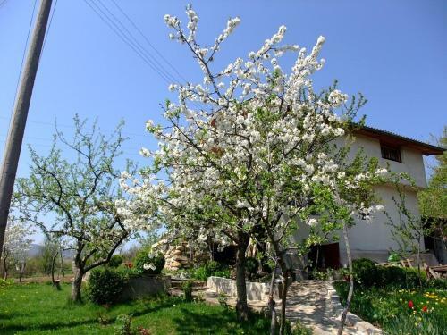Villa Casa Rosa