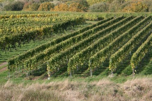 Apartamento Ferienwohnung Weinbergblick