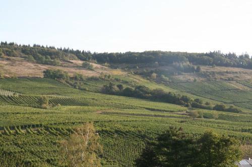 Apartamento Ferienwohnung Weinbergblick