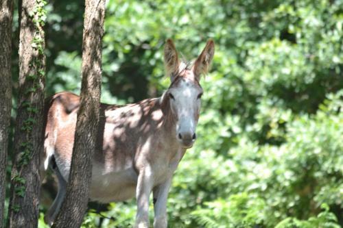 Agroturismo Il Giaggiolo