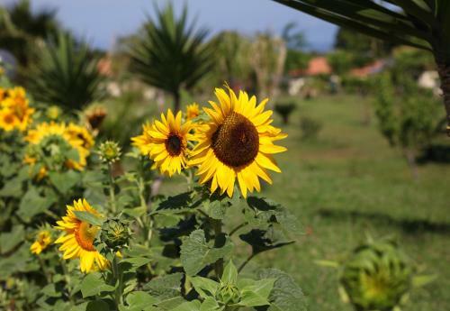 Agroturismo Agriturismo Ninea