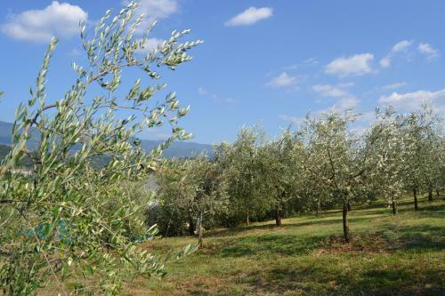 Agroturismo Agriturismo La Querce