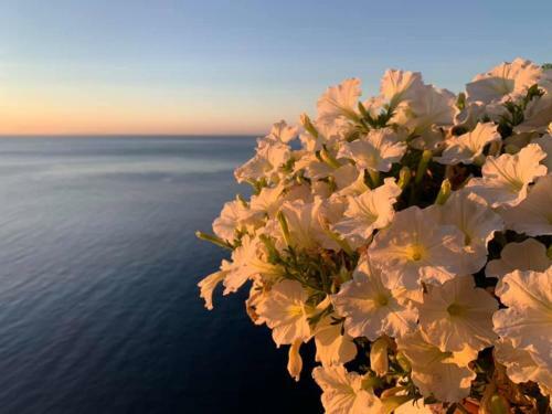 Apartamento Un Nido Sul Mare