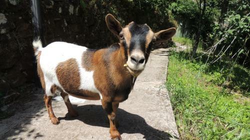 Bed & Breakfast Borgo Di Codeglia - Country Rooms