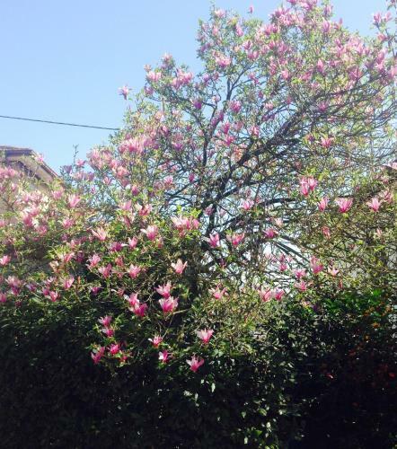 Apartamento La Magnolia