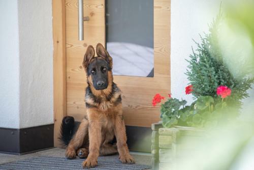 Apartamento Forchnerhof-app Rienzschlucht