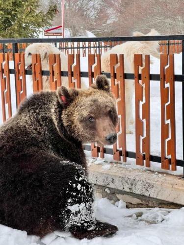 La Casa Dell Orso