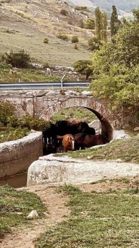 La Casa Dell Orso
