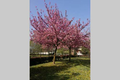 Apartamento A Casa Di Donnar�