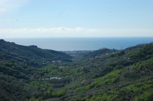 Lupo Solitario