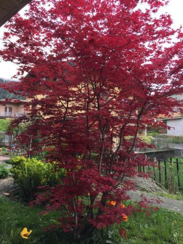 Hostal Villa Romeo Acero Rosso