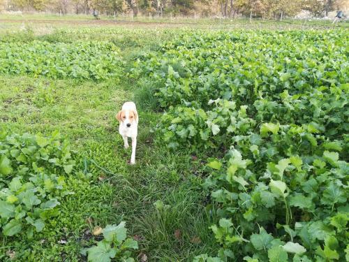 Agroturismo Tenuta Tedone Consolini