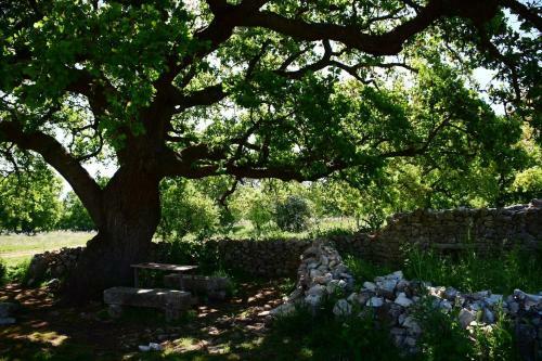 Agroturismo Tenuta Tedone Consolini