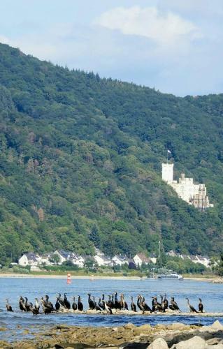 Apartamento Ferienwohnung Schinderhannes