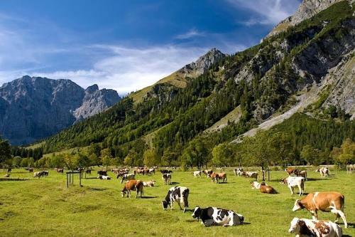 Apartamento Alpenfreund