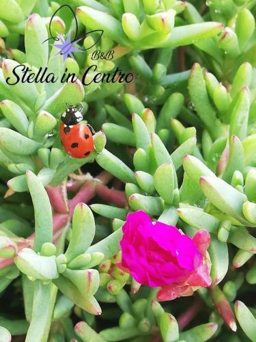 Bed & Breakfast Stella In Centro
