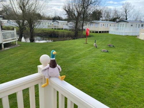 Dabbling Ducks - Pet Friendly