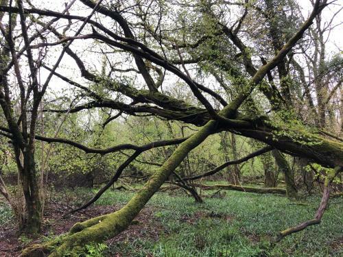 Enchanted Retreats At West Ford Devon
