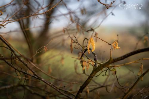 Enchanted Retreats At West Ford Devon