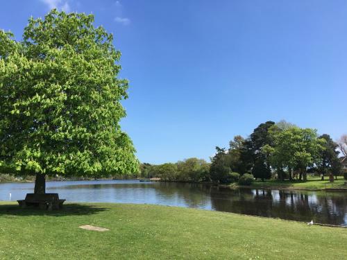 Jacaranda