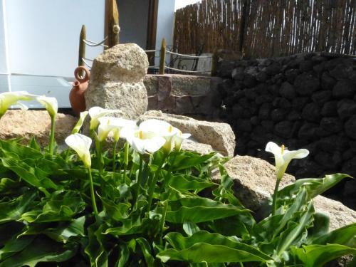 Bed & Breakfast Suncanarias Casa Tajinaste