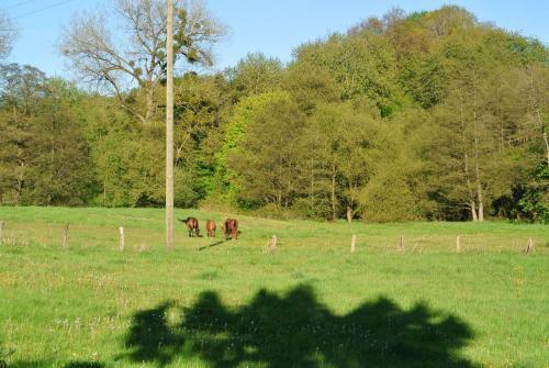 Apartamento Ferienwohnung Zur M�hle