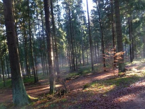 Ferienhaus Bayerischer Wald