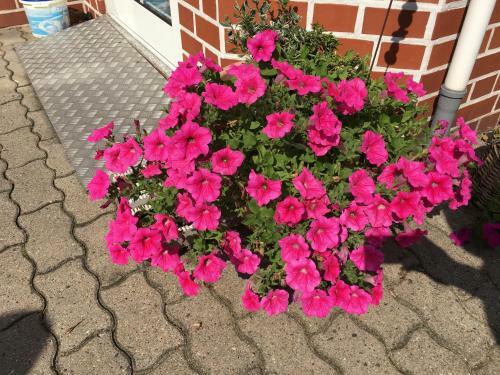 Hostal Pension- & Caf�garten Luisenhof
