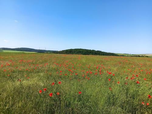 Apartamento Fewo H�hbergblick