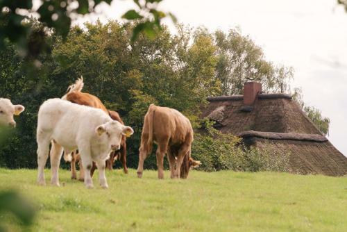 Apartamento "reetland" - Haus Hartwig