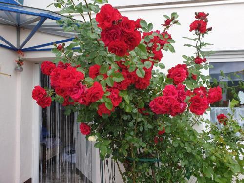 Apartamento Ferienhaus Haus Herzog
