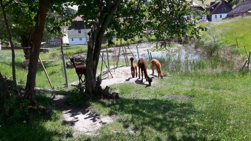 Apartamento Ferienhof "zum Waldblick"