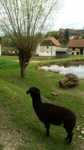 Apartamento Ferienhof "zum Waldblick"