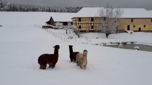Apartamento Ferienhof "zum Waldblick"