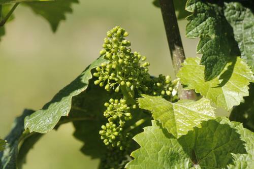 Apartamento 'ferienhaus Mosel'