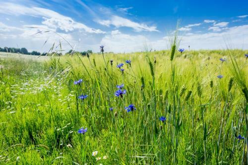 Uriges Tinyhouse Nahe Der Ostsee