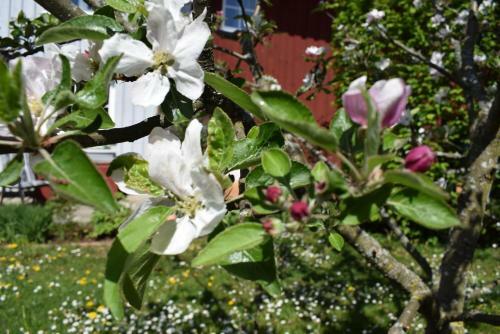 Apartamento Ferienwohnungen Dornr�schen