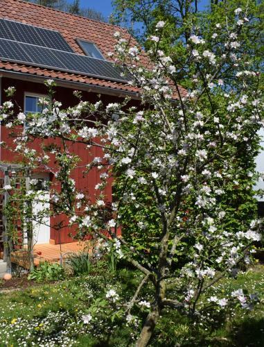 Apartamento Ferienwohnungen Dornr�schen