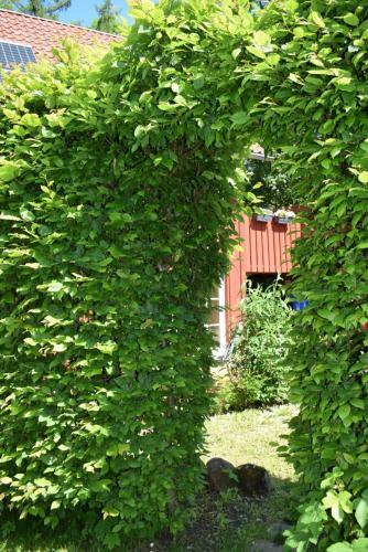Apartamento Ferienwohnungen Dornr�schen