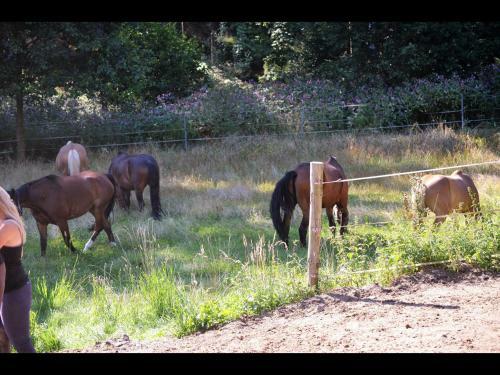 Agroturismo Reiterhof Fewo Tinkerbell