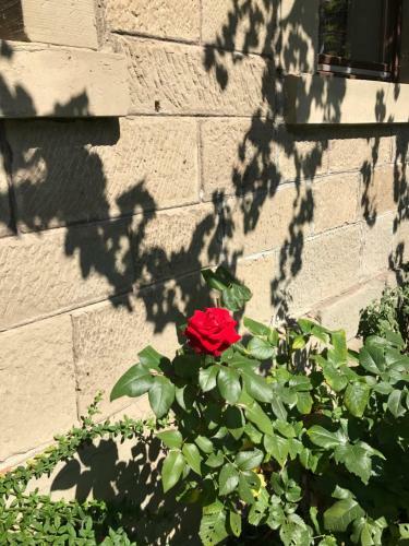 Apartamento Blackbird�s Nest